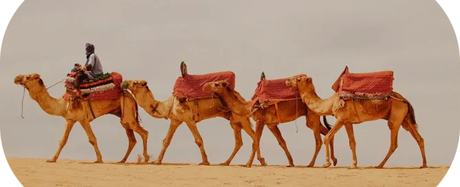 sines-surf-maroc-balade-chameaux-tamraght-mobile