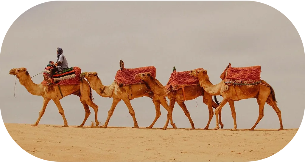 sines-surf-maroc-balade-chameaux-tamraght-mobile