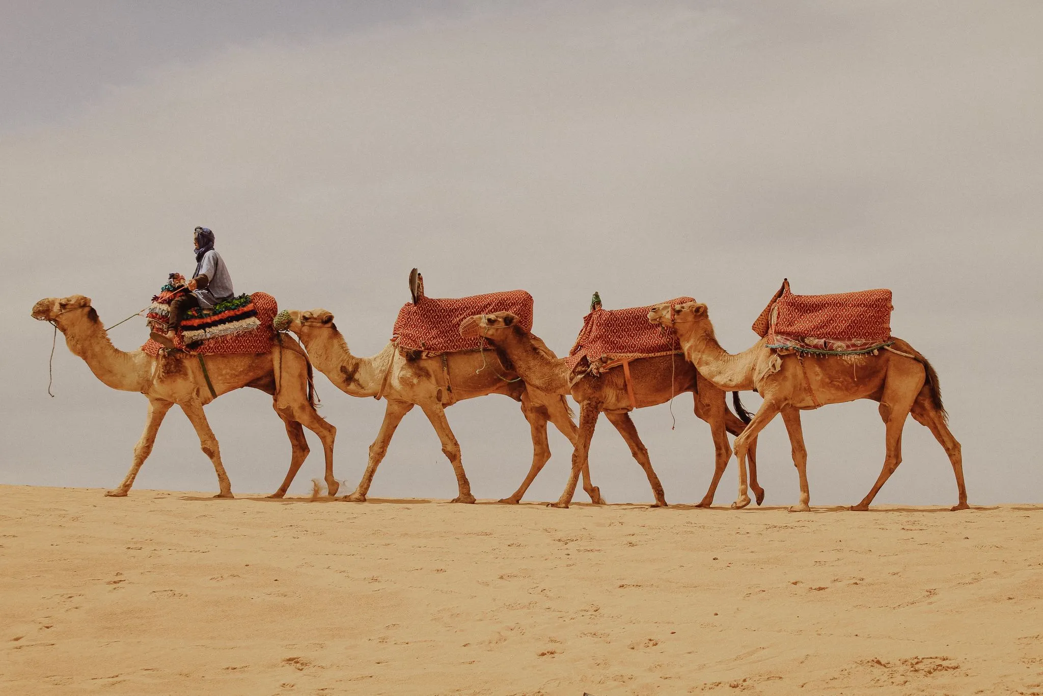 sines-surf-maroc-balade-chameaux-tamraght